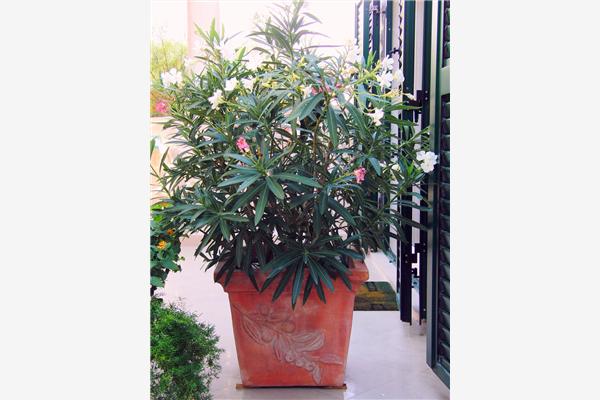 Apartment A3, for 3 persons