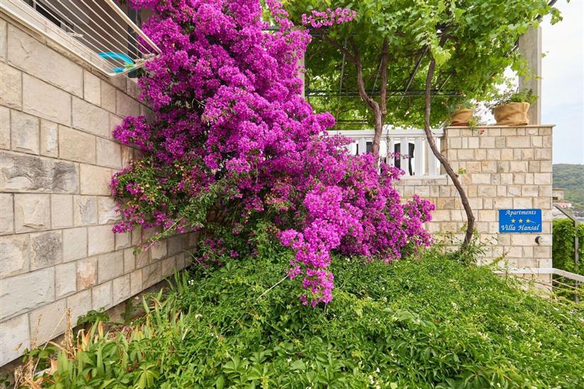 Apartmaji Jany
