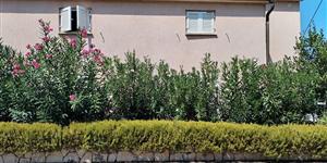 Apartman - Postira - otok Brac