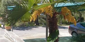 Izba - Supetarska Draga - ostrov Rab