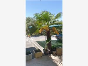 Apartments and Room Anica & Marko Supetarska Draga - island Rab, Size 24.00 m2, Airline distance to the sea 150 m