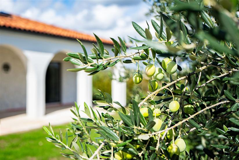 Villa Olivarum
