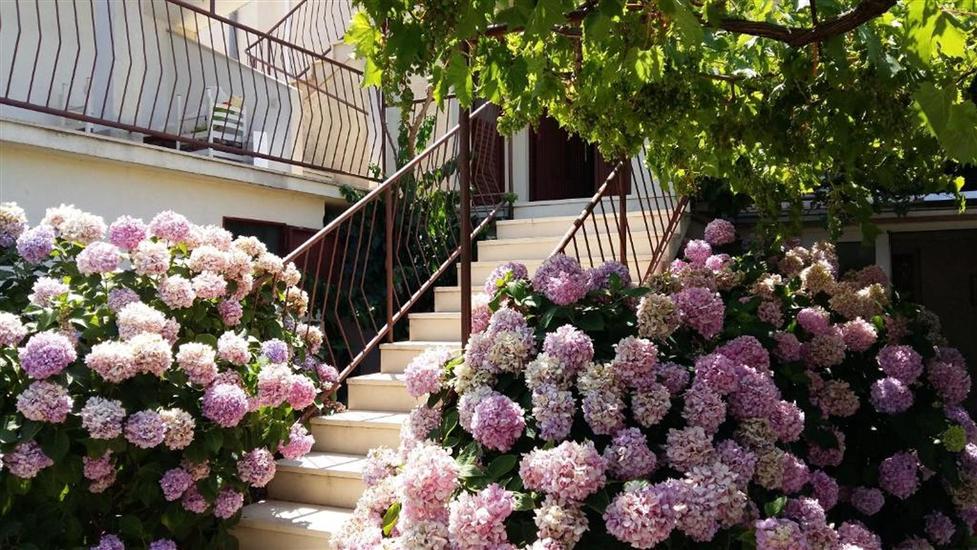 Apartment Rosa