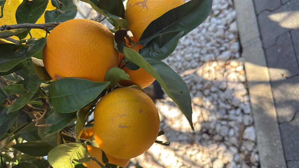 Apartman A1, za 6 osoba/e