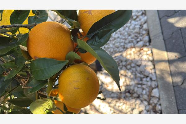 Apartman A1, za 6 osoba/e