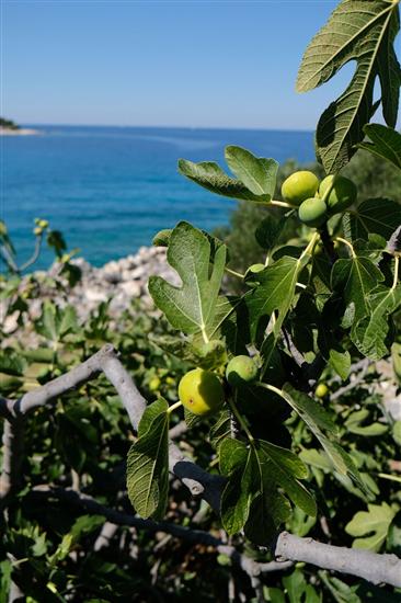 Hiša Robinson house