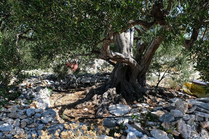 Hiša Robinson house