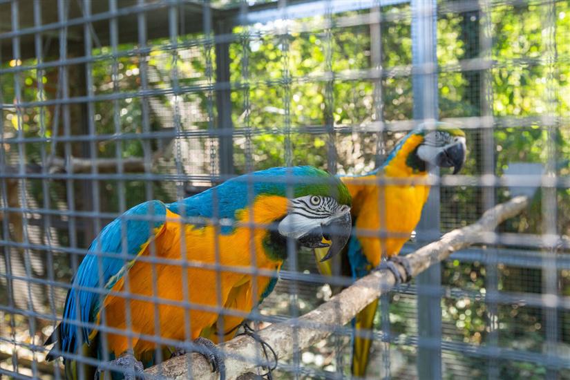 Apartmaji Cetri Hrasta