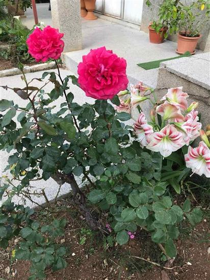 Apartmaji Villa Sarajevo