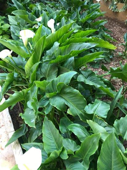 Apartmaji Villa Sarajevo