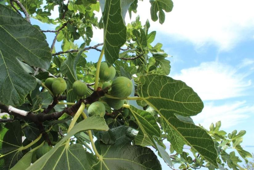 Apartman Blue Art Apartment