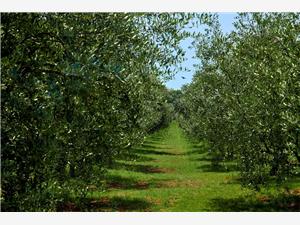 Willa Casa Ginetto Liznjan, Powierzchnia 302,00 m2, Kwatery z basenem