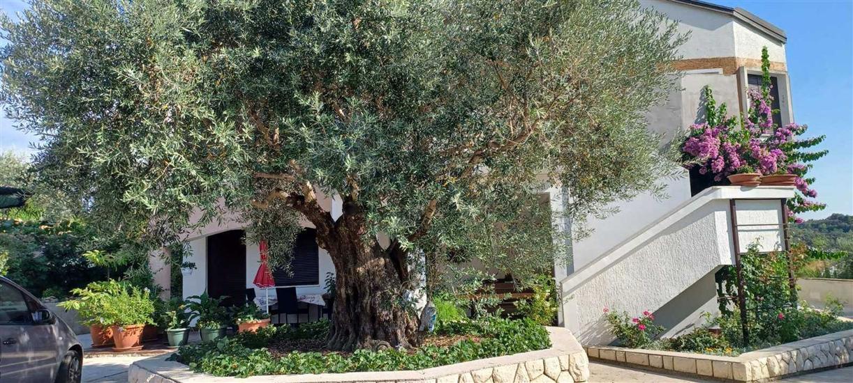 Apartments Cozy studios