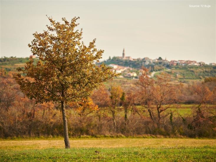 Buje
