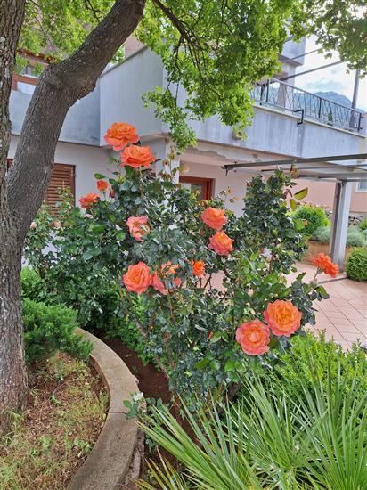 Apartments Ivni