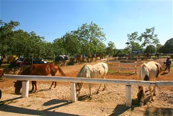 Enjoy the rural accommodation in Istria long walks in the nature, biking, horseback riding and other activities