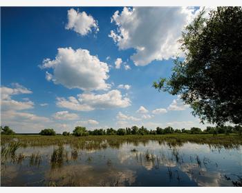 Kopacki Marshlands