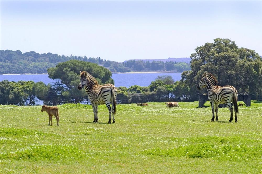 Brijuni-national-park-zebras